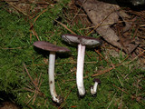 Entoloma violaceum image