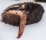 Strobilomyces confusus image