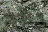 Bacidia inundata image