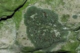 Bacidia inundata image