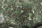 Bacidia inundata image