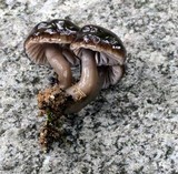 Gliophorus irrigatus image