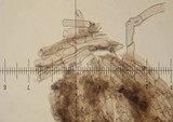 Strobilomyces confusus image