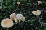 Hygrocybe laeta var. laeta image