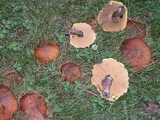 Suillus luteus image