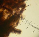 Strobilomyces confusus image