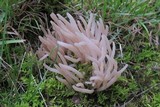 Clavaria fumosa image
