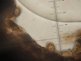 Strobilomyces confusus image