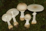 Amanita velatipes image