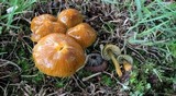 Hygrocybe psittacina var. perplexa image