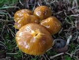 Hygrocybe psittacina var. perplexa image