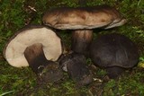 Tylopilus atronicotianus image