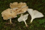 Clitocybe gibba image