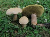 Boletus variipes image