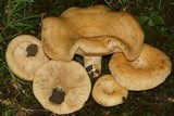 Lactarius psammicola image