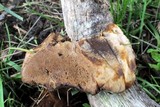 Coltricia montagnei var. greenei image
