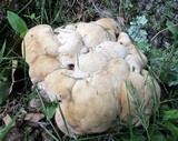 Bondarzewia berkeleyi image