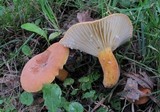 Lactifluus hygrophoroides image