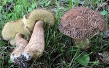 Leccinellum crocipodium image