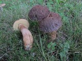 Leccinellum crocipodium image