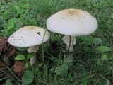 Amanita velatipes image