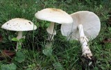 Amanita velatipes image