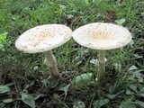 Amanita velatipes image