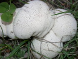 Lycoperdon pratense image