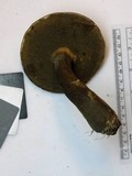 Tylopilus rubrobrunneus image