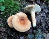 Lactifluus hygrophoroides image