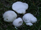Lycoperdon pratense image