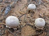 Tulostoma pulchellum image