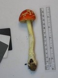 Amanita parcivolvata image