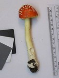 Amanita parcivolvata image