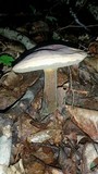 Tylopilus rubrobrunneus image