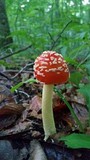 Amanita parcivolvata image