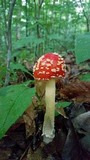 Amanita parcivolvata image