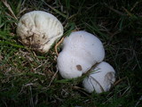 Lycoperdon pratense image