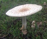 Amanita chrysoblema image