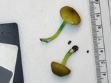 Entoloma incanum image