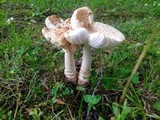 Amanita chrysoblema image