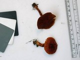 Cortinarius hesleri image