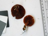 Cortinarius hesleri image