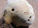 Lycoperdon pratense image