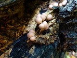 Lycogala epidendrum image