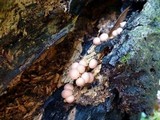 Lycogala epidendrum image