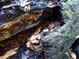 Lycogala epidendrum image