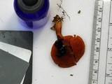 Cortinarius hesleri image