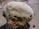 Lycoperdon pratense image