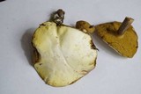Suillus placidus image
